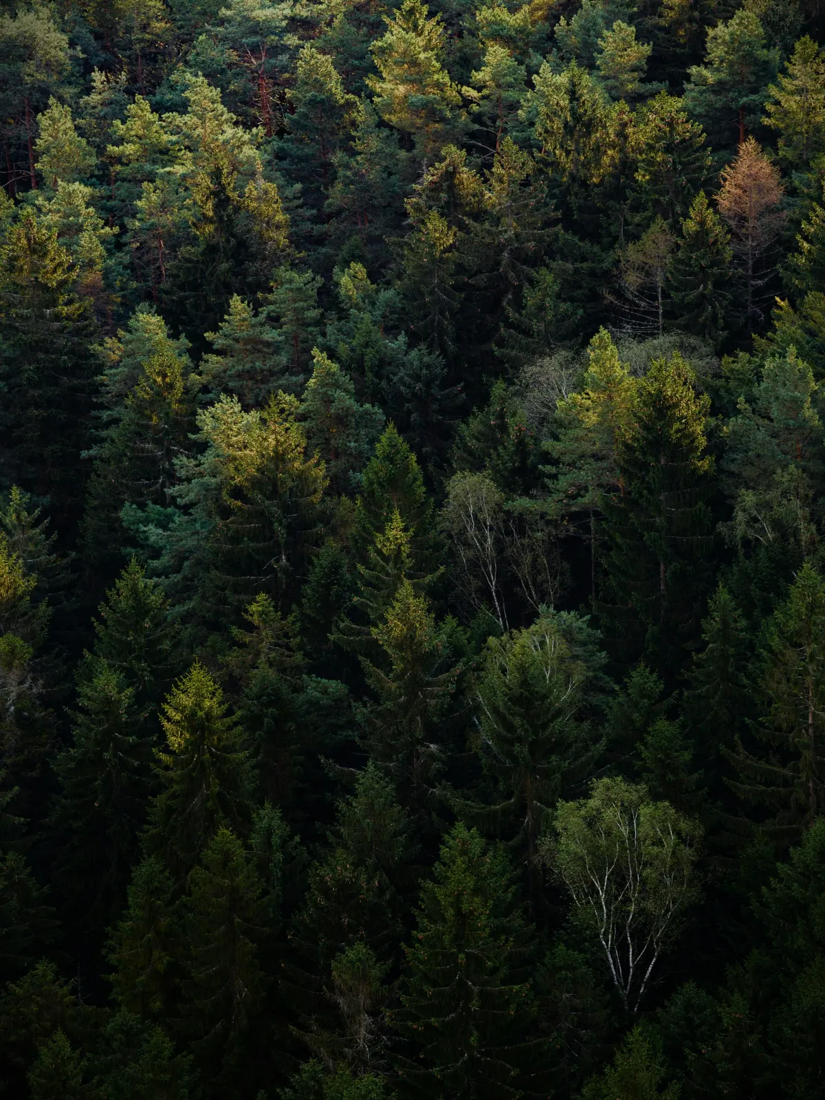 Dichter Wald als Sinnbild für ausgewählte Hölzer und Naturmaterialien von EDELHIRSCH